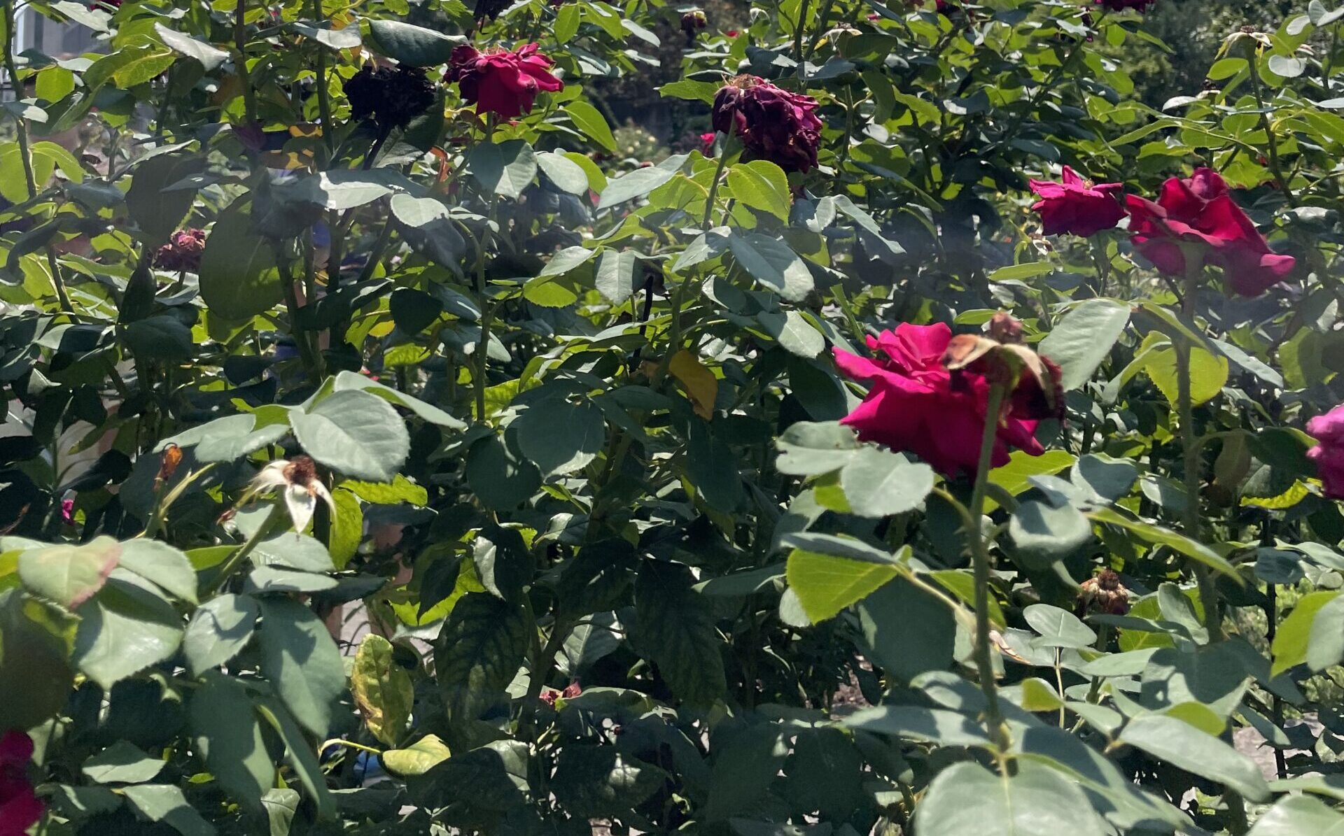 il fatto dell’amore